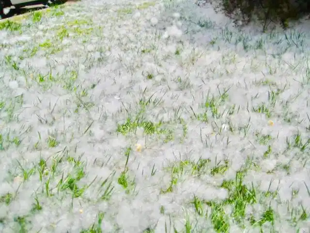 整个花絮露出棉絮状的杨絮,飘散到空中,带着种子飘到每一个角落.