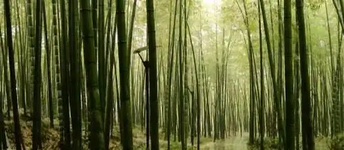 电影《十面埋伏》的取景地,碧浪万顷的茶山竹海,美丽又壮观
