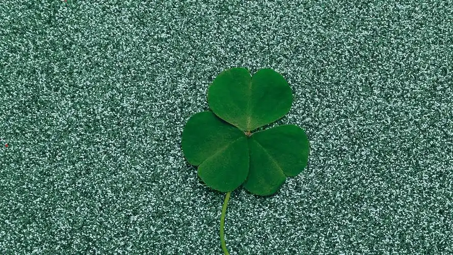 希望四叶草带来好运的图片