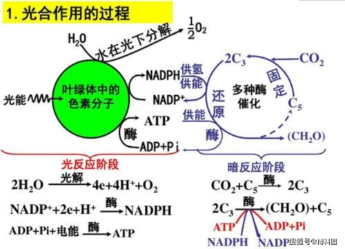 一秒相当于310亿年,能否看到光合作用中,分子化学反应的画面?