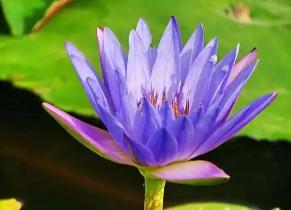 佛教的紫色莲花代表什么_360问答