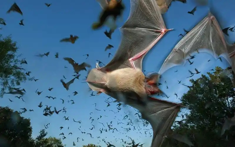 蝙蝠图片野生动物蝙蝠