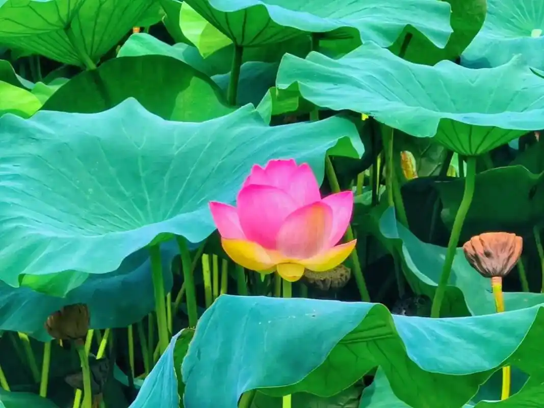 荷塘美景 #西安 #心如莲花