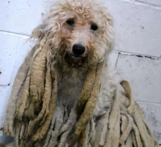 流浪狗臭不可闻遭人嫌弃,一身脏脏辫竟重达3公斤,吃饭都得趴着