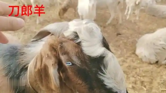 刀郎羊配种一次9800,您感受贵吗?|交配|动物实拍|农村养殖_网易视频