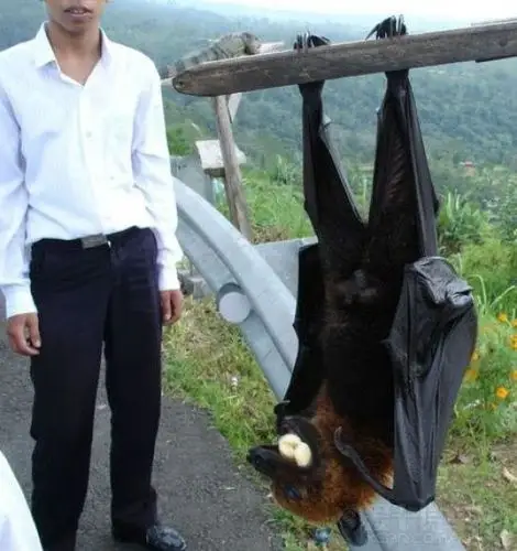 捕获到比人还大的"巨型蝙蝠"!难道捕到了传说中的蝙蝠侠了!