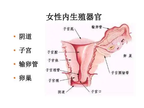 女性生殖器官ppt