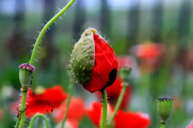 罂粟花的脱变