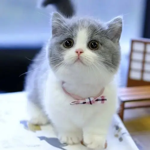 无偿领养纯种英短蓝猫蓝白金渐层银小短腿宠物猫幼崽猫咪活体幼猫