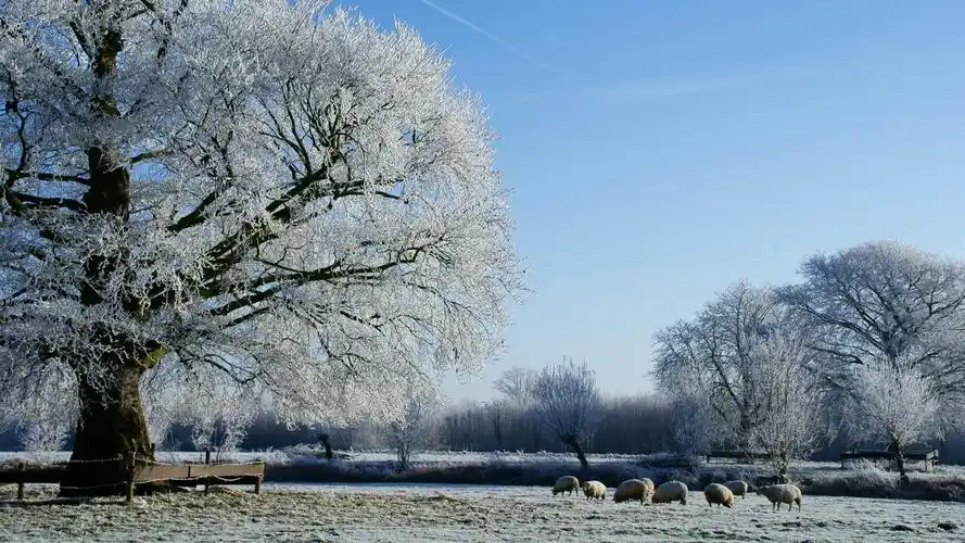 沿kromme rijn河-冬季雪景主题壁纸