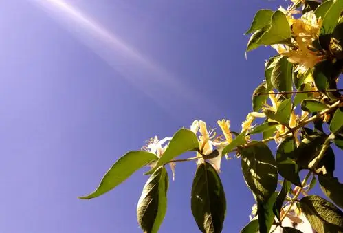 侧逆光拍摄练习