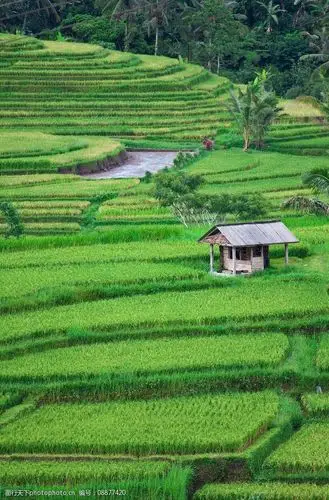 关键词:农田水稻田 农田 水稻田 农村 农业 种植 秧苗 南方 乡下 田野