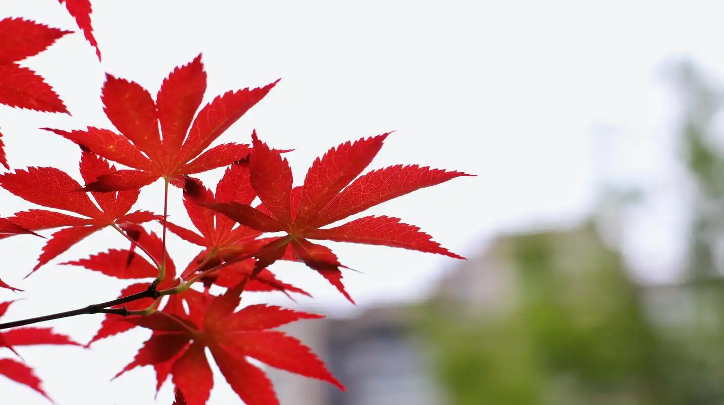 红枫叶93 枫叶,枫叶是枫树的叶子,一般为掌状五裂型,长约1 - 抖音