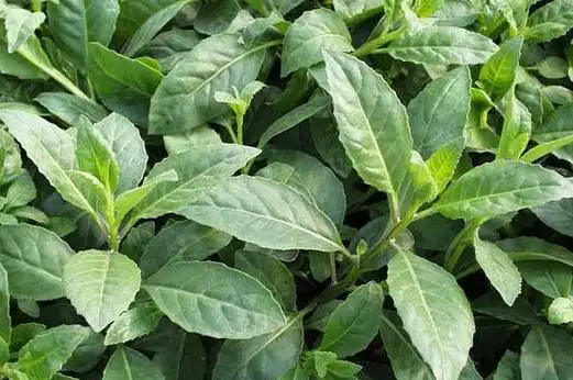 吃金鸡毛草的禁忌_http://www.woolike.cn_生活_第1张