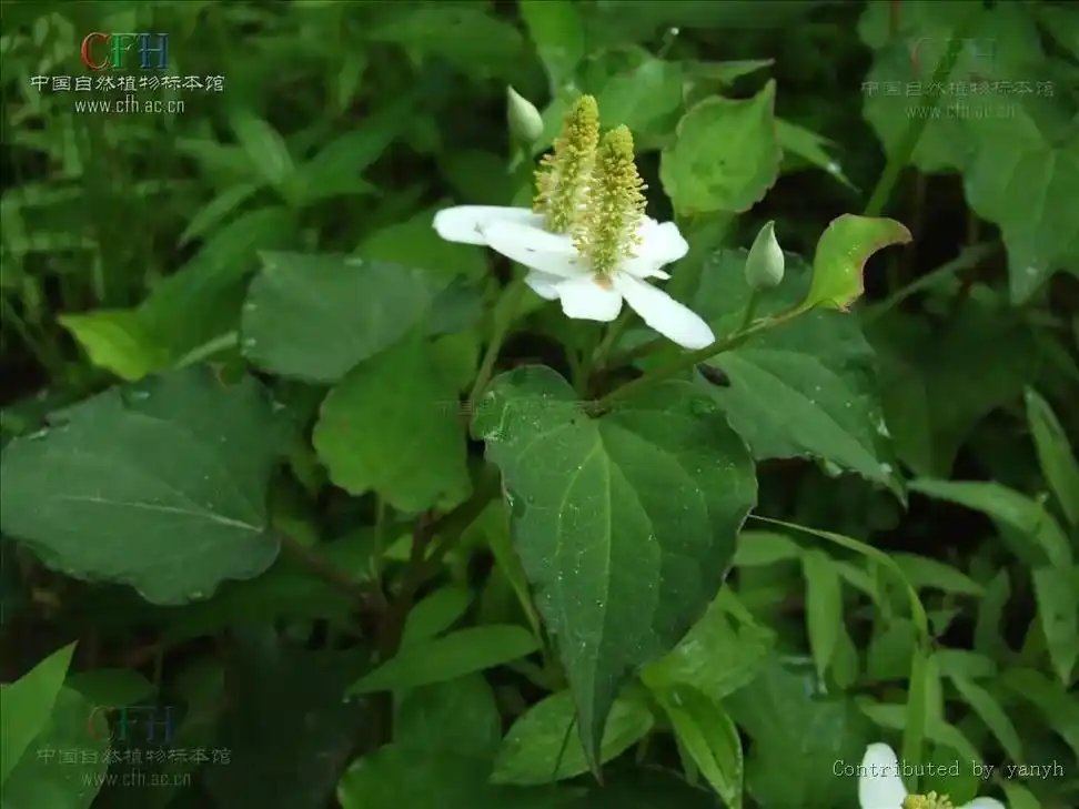 脚气草～～三白草(塘边藕)!此草花下 - 抖音