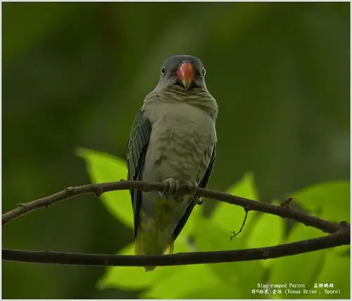 蓝腰鹦鹉 - 品尝杨桃汁