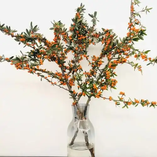 国产冬青火棘果鲜切花水养年宵喜庆室内插花云南昆明包邮直发