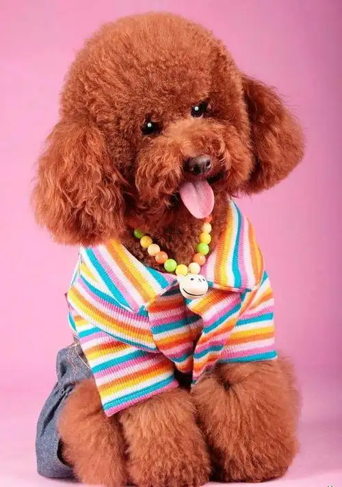 因为造型百变,聪明可爱,颜值高,曾经可是红极一时,掀起一股养泰迪热潮