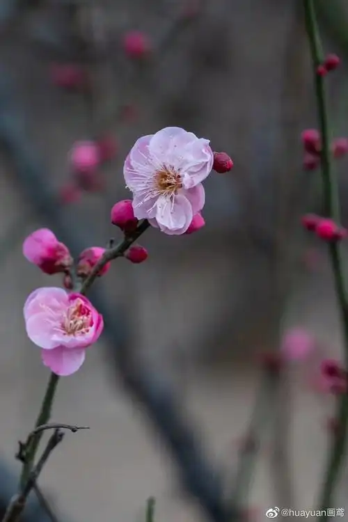 花解语梅花