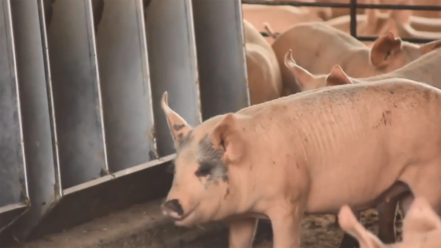 猪流感怎么治疗猪流感的症状