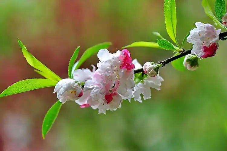 【上海-老马的全部作品】摄影爱好者-老马的博客_太平洋电脑网摄影
