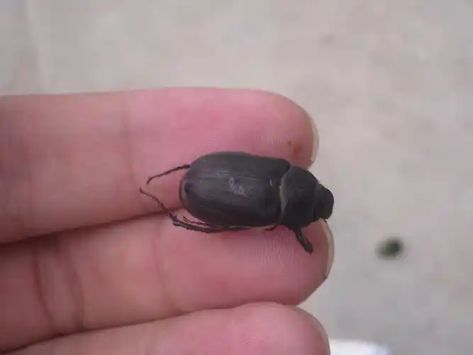 金龟子图片高清