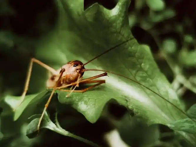 002 灶马蟋营养成分:蛋白质,脂肪,维生素12,矿物质等药用功效