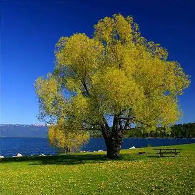 适合微信头像的图片特别漂亮好看的迷人风景