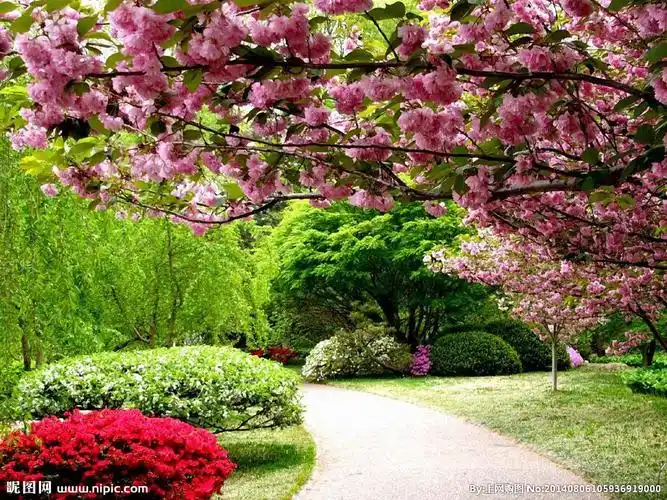 春天桃花背景图片