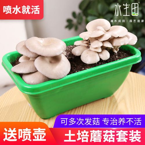 新鲜蘑菇菌种包土培室内种植家种自己种蘑菇种子菌种家庭菇菌食用