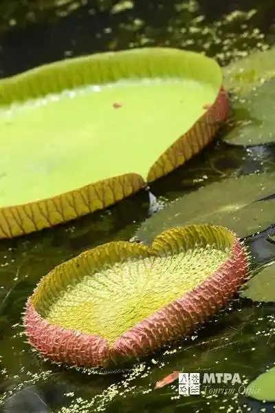 图为 亚马逊王莲,世界上最大的莲花