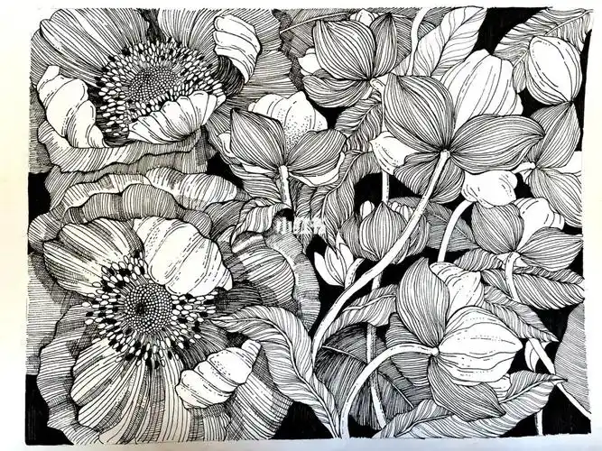 黑白花卉线描