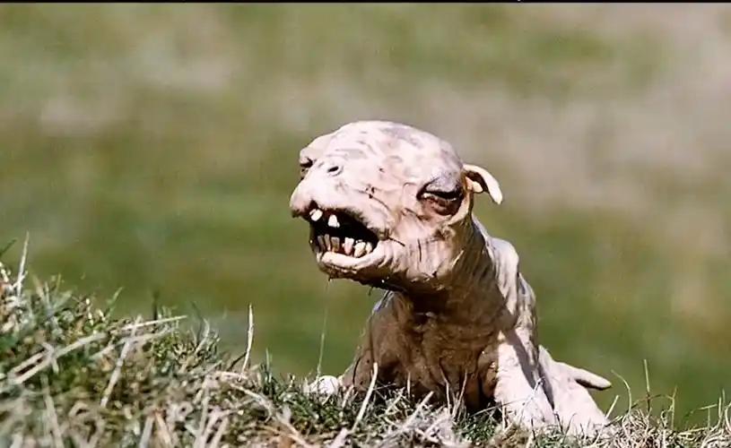 吃生化东西变异的羊都开始不吃草,开始咬人了