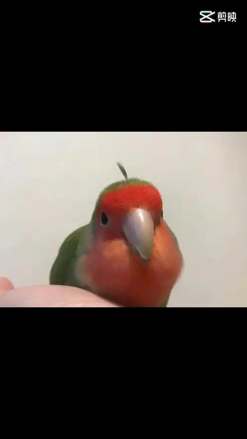 又可爱又沙雕的鹦鹉
