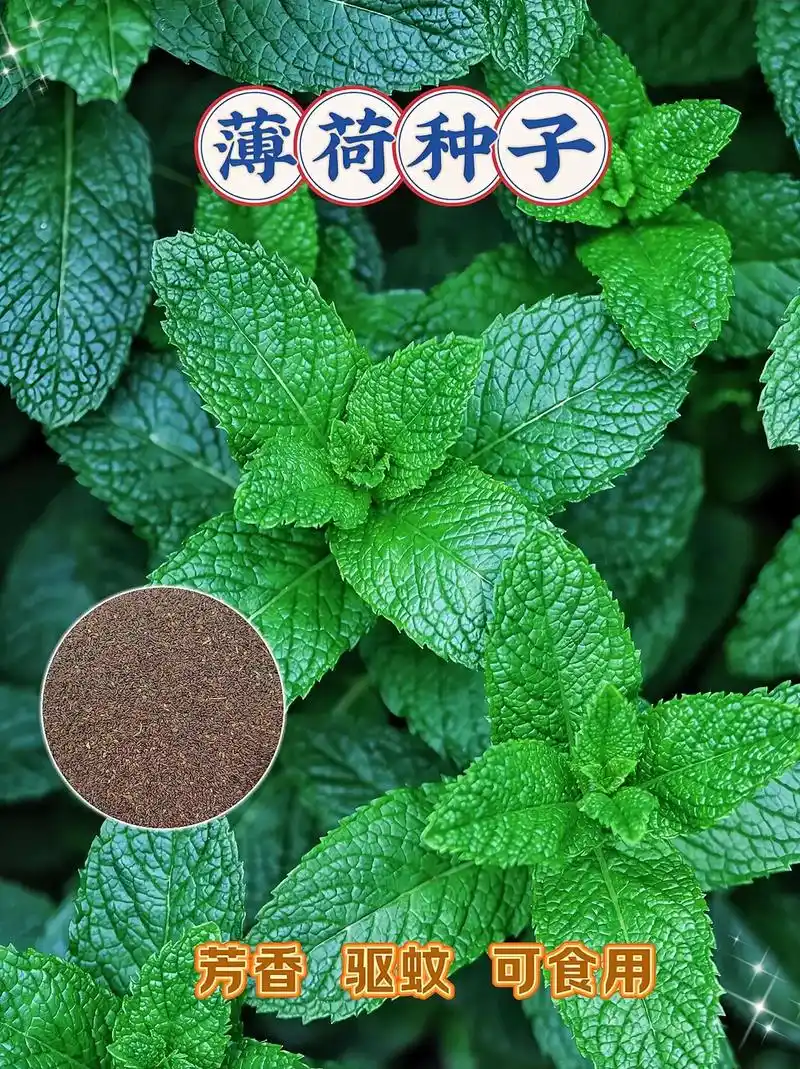 图文金掘计划 薄荷对环境的适应能力很强,容易生长,不需要特 - 抖音