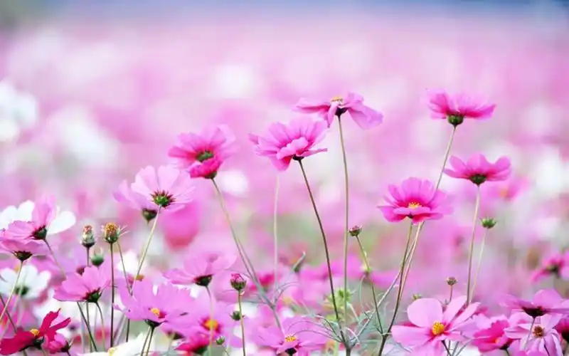 植物壁纸就赶紧来美桌网看看吧~~更多唯美清新植物壁纸尽在美桌网