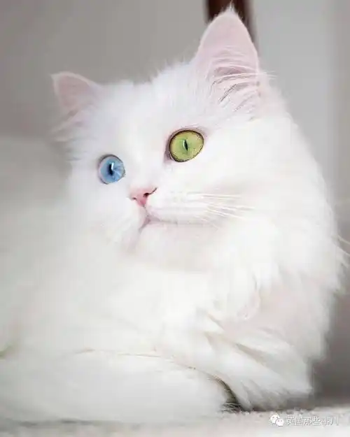 它是异色瞳,mia今年1岁8个月大,是一只波斯猫,平时喜欢金枪鱼,喜欢新