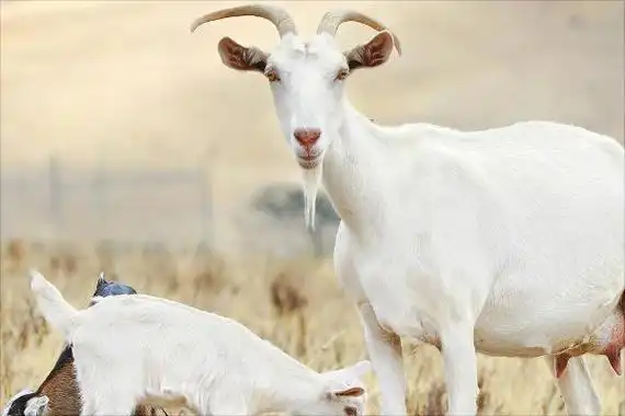 山羊和绵羊的区别是什么?