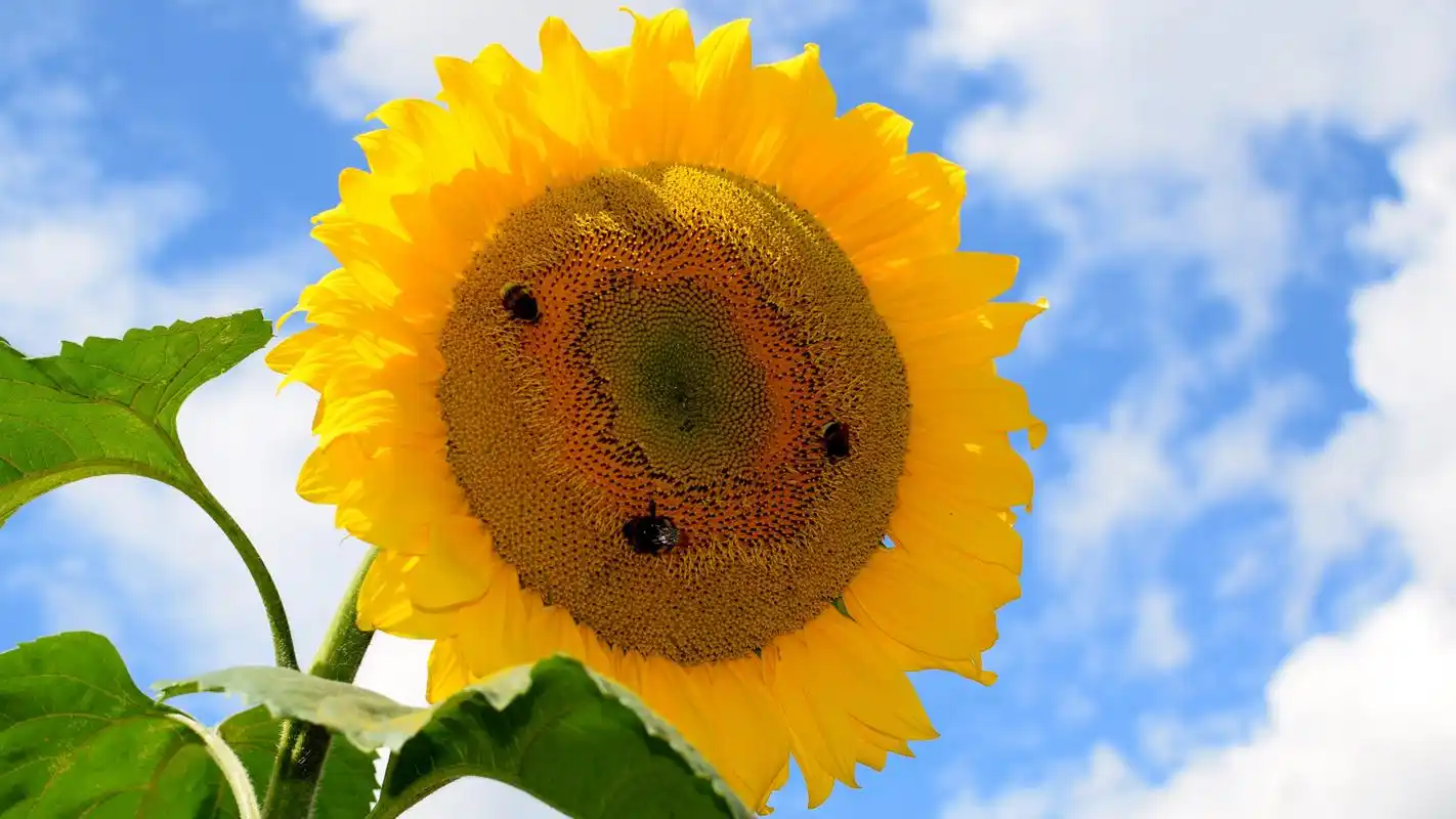 5k分辨率向日葵图片,高清图片,电脑桌面-壁纸族