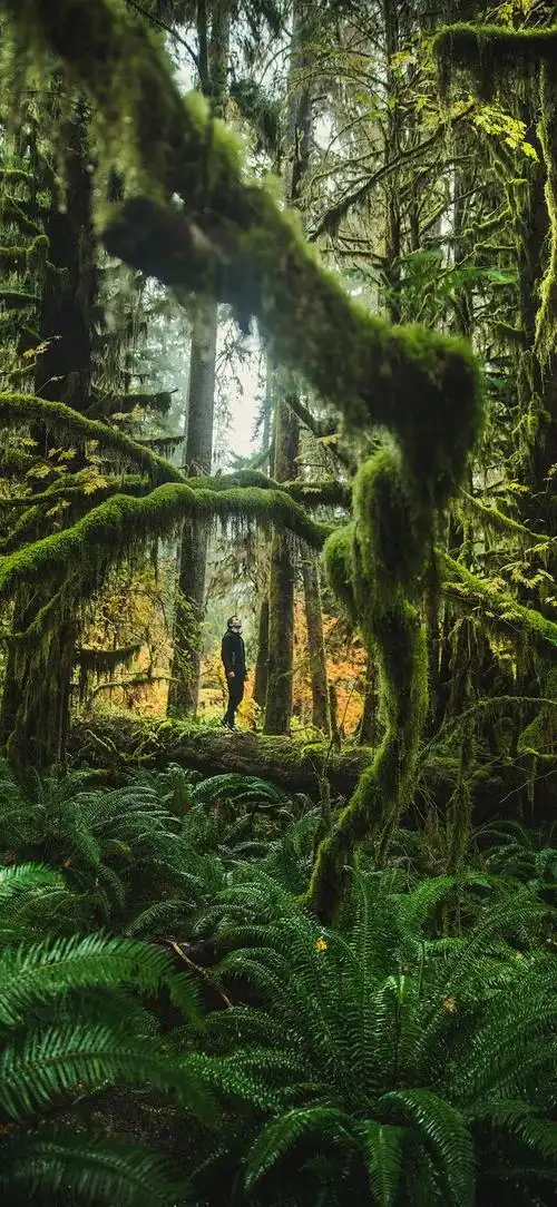 4k/原图/超清/壁纸/无损/手机/苹果/iphone/小米/三星/vivo/oppo/华为