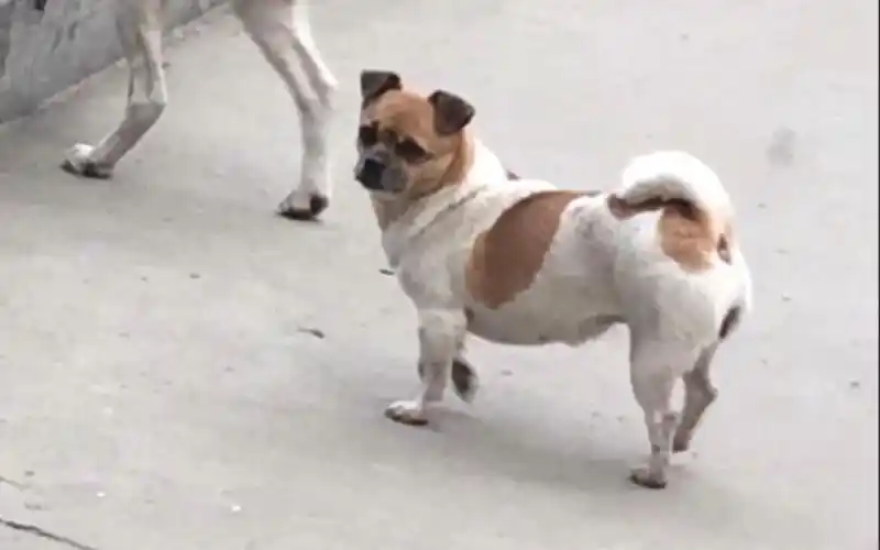 土狗杂交哈巴狗你见过吗土哈巴狗越看越好笑这俩大狗个子比较高身子
