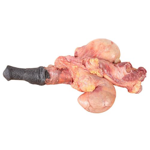 伯贤 新鲜生驴鞭带蛋现杀大驴鞭整套男用泡酒驴肉 驴鞭1.5斤左右