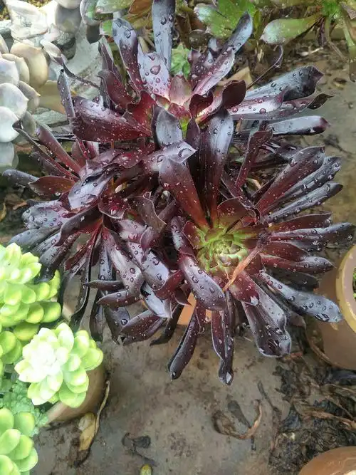 又黑又亮的墨法师