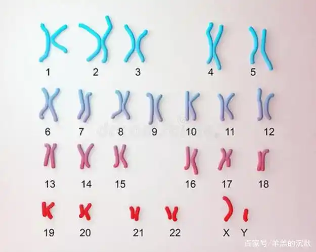 其中性染色体决定人的性别,女性的染色体是xx,男性的染色体是xy,也就