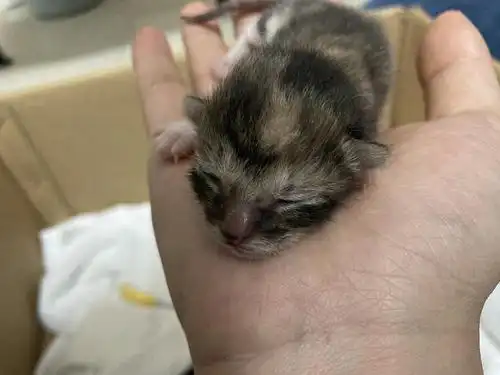 出生一天的小猫咪