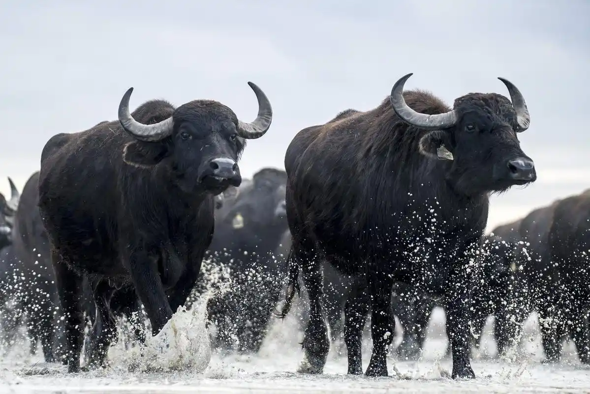 你见过会说话的牛吗?村里小明说出了他的经历