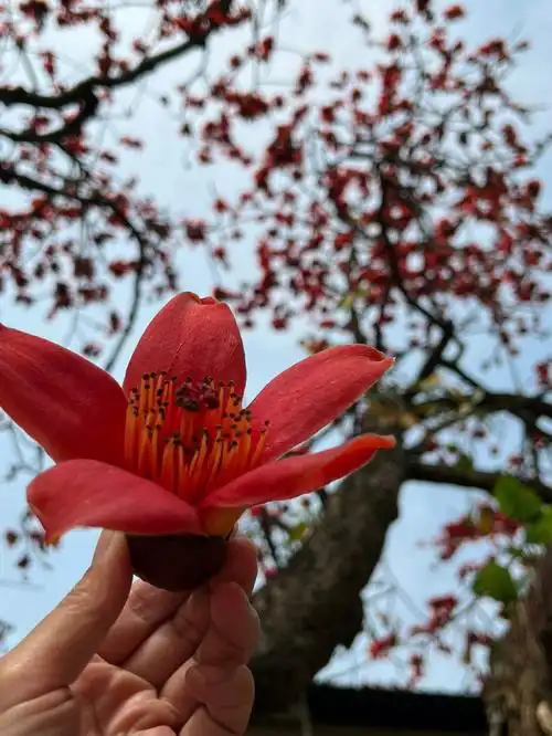 顺德处处可见的红木棉可观赏可食用