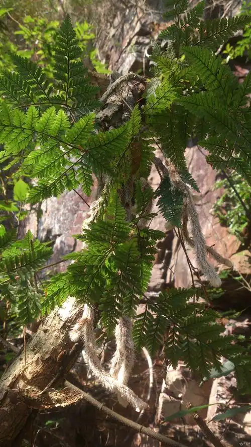 白毛蛇,圆盖阴石蕨