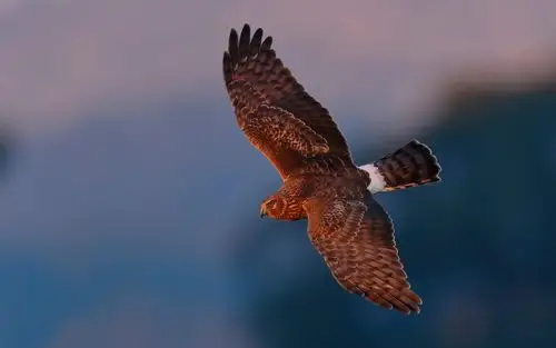 鹰---8 - 堆糖,美图壁纸兴趣社区