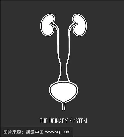 泌尿外科医学图标